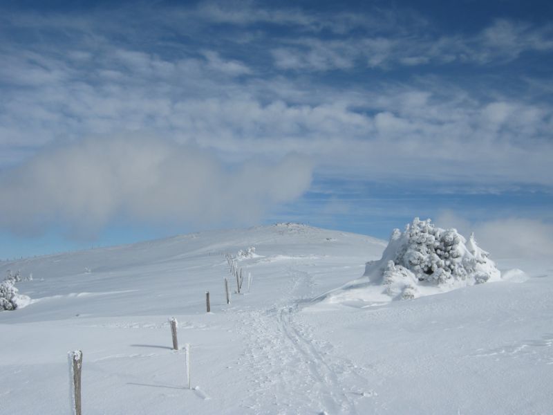 2010-02-21 Neige (19) Look up to Montoiseau